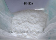 DHEA Nguyên Steroid Bột Prohormone Giảm mỡ Tăng Cơ Dehydroisoandrosterone CAS 53-43-0